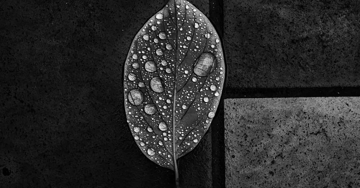 L'Art de la Photographie en Noir et Blanc : Techniques Incontournables