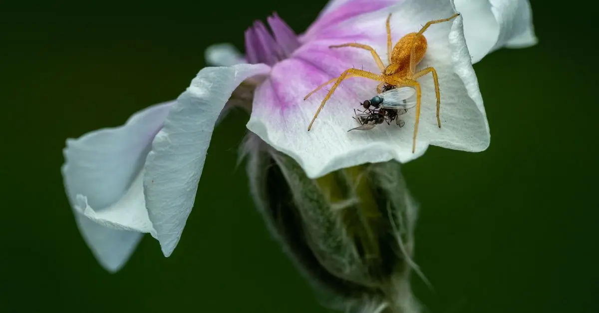Guide pour débuter en macro photographie