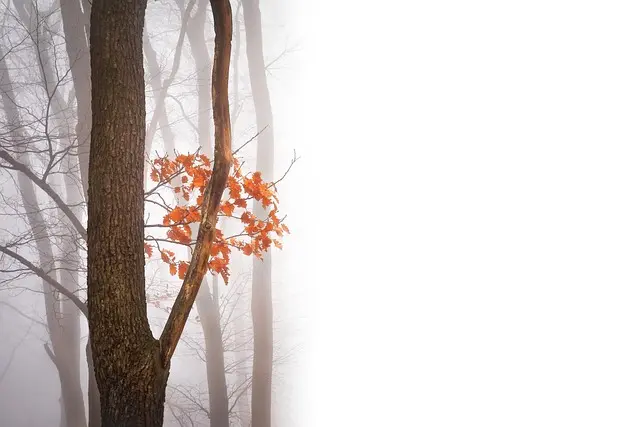 Mastering the Art of Negative Space in Artistic Photography