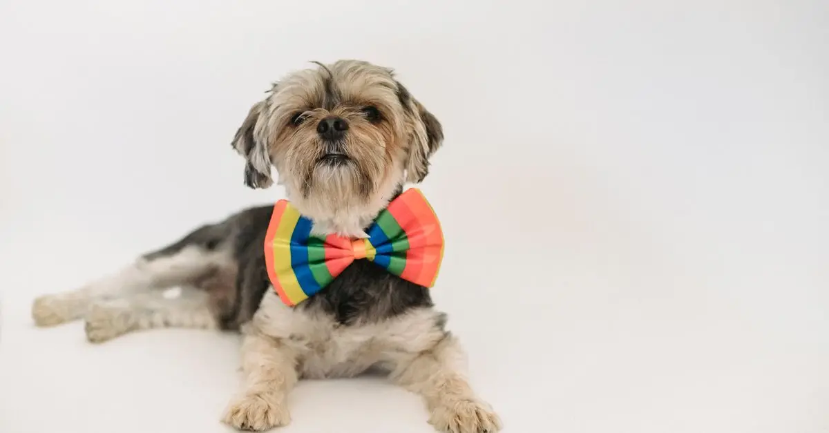Toiletter un chien pour un shooting photo