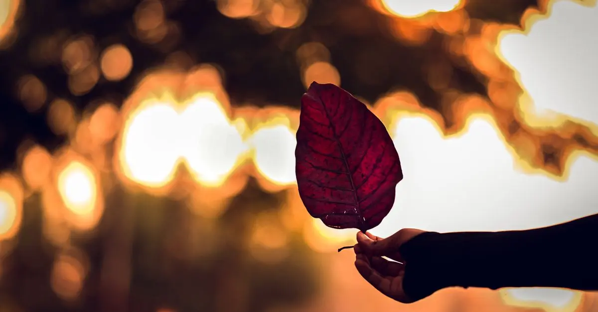 10 Essential Tips for Capturing Artistic Photography