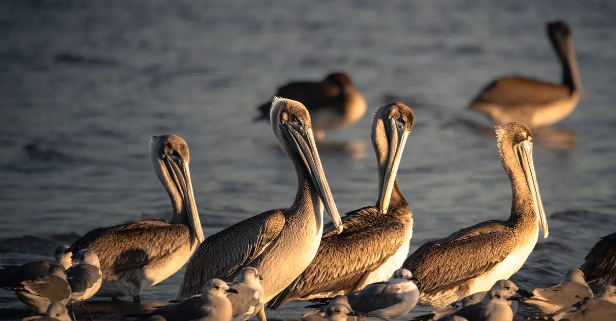Comment capturer la faune pendant la golden hour
