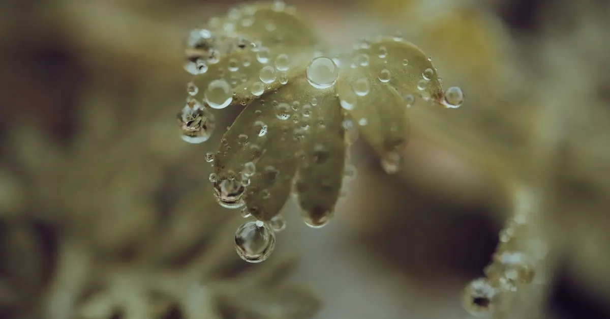Techniques pour photographier les gouttes d’eau avec précision
