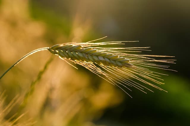 Mastering the Use of Light in Artistic Photography